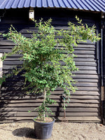 Cotoneaster Frigidus 'Cornubia' - 90lt