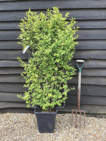 Ligustrum japonicum 'Variegatum' - Japanese Privet - L Frame - 120-130cm, 20lt