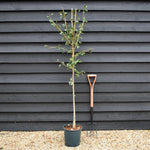 Crataegus Laevigata 'Plena' | White Flowering Hawthorn Tree - Height 160-180cm - 12lt