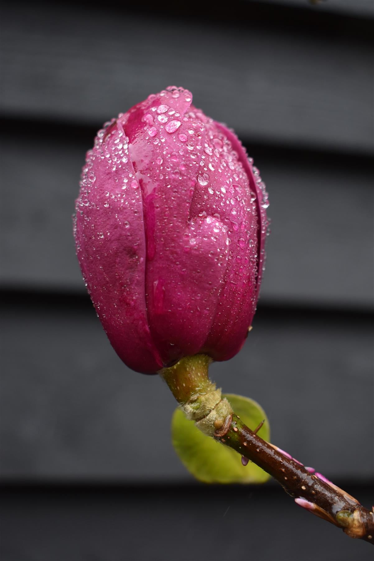 Magnolia Black Tulip - 140-180cm, 10lt