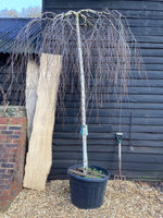 Betula pendula Youngii | Young’s Weeping Birch - 300-350cm, 130lt