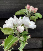 Apple tree 'Discovery' | Malus domestica - Height 80-100cm - 7lt