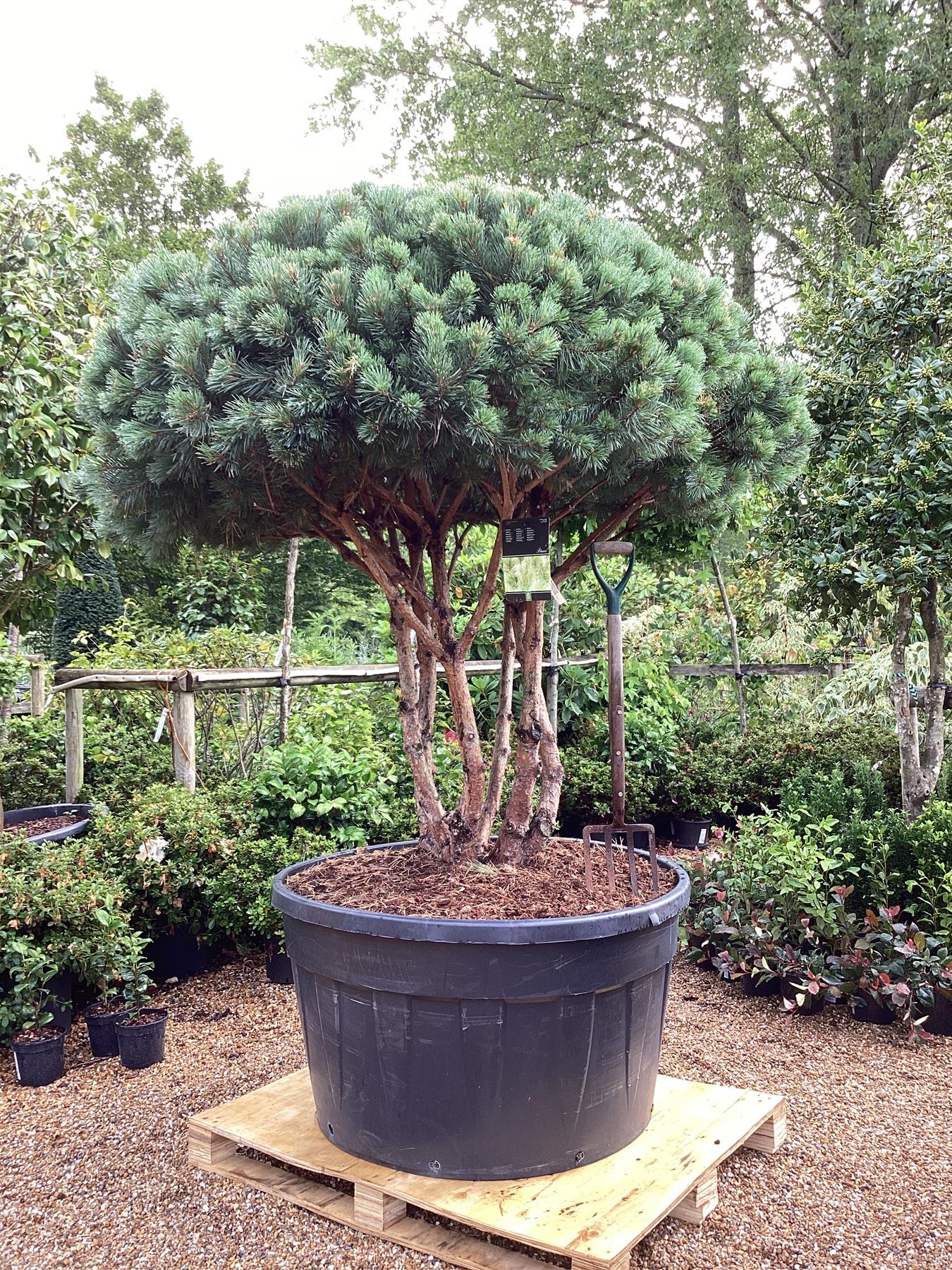 Pinus sylvestris 'Watereri' | Scots pine - Multistem - Parachute - Huge - Unique -  180cm - 500lt