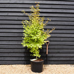 Acer palmatum 'Summer Gold' - Bushy - 190-200cm - 55lt