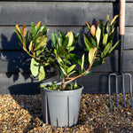 Eriobotrya japonica 'Coppertone' | Coppertone Loquat Tree - Shrub - Height 40-50cm - 10lt