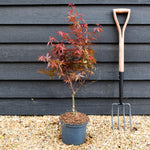 Japanese maple Skeeters Broom | Acer palmatum - Tree - Height 70-80cm -5lt