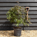 Japanese maple 'Orange Dream' | Acer palmatum - Clear Stem 50cm - Height 80-100cm - 15lt