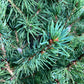 Picea glauca 'Albertiana Conica' | Alberta spruce - Cone - Height 130-150cm - 25lt