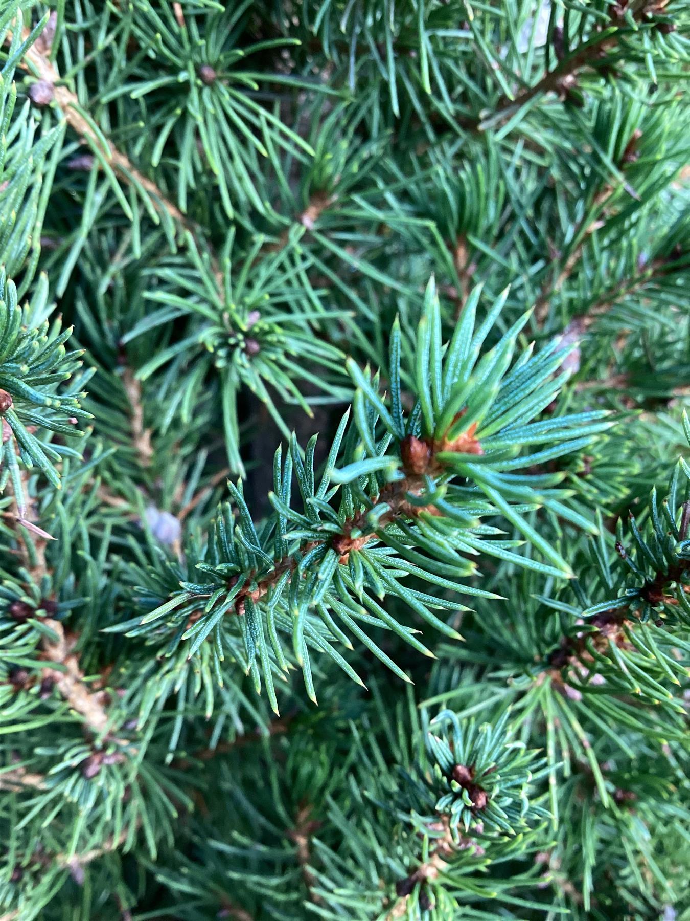 Picea glauca 'Albertiana Conica' | Alberta spruce - Cone - Height 130-150cm - 25lt