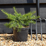 Grevillea 'Canberra Gem' - Shrub - Height 15-25cm -2lt