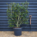 Ilex 'Nellie R. Stevens' | Holly 'Nellie R. Stevens' - Frame - 160-170cm, 45lt