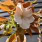Flowering Cherry | Prunus 'Chocolate Ice' - 180-220cm - 12lt