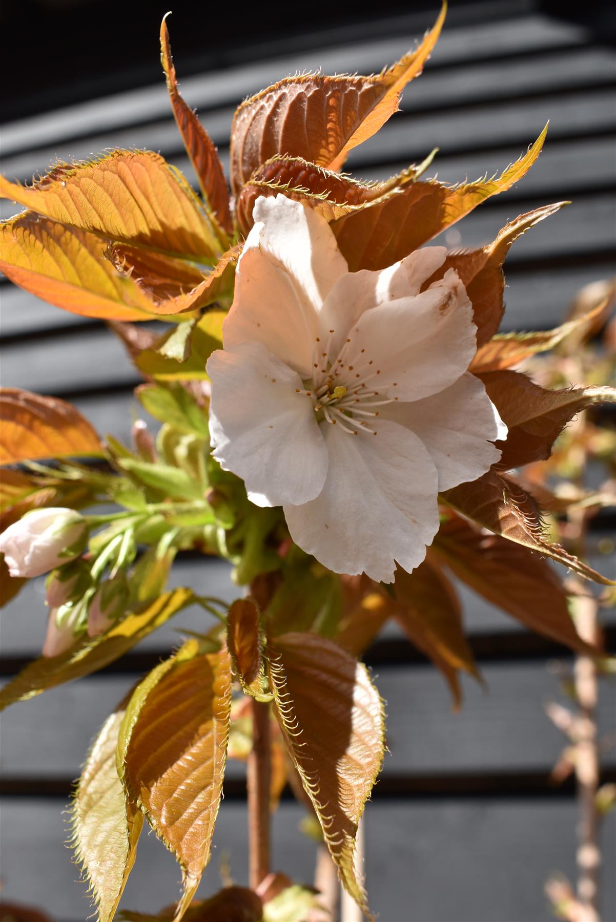 Flowering Cherry | Prunus 'Chocolate Ice' - 180-220cm - 12lt