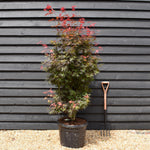 Japanese maple 'Shaina' | Acer palmatum - Bushy - Height 180-190cm - 55lt