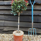 Photinia x fraseri Little Red Robin | Christmas berry - Small Tree/Shrub - Clear ministem 40cm - Height 80-90cm - 7lt
