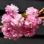 Prunus 'Kiku-shidare-zakura' | Weeping Oriental Cherry - Clear Stem 120cm - Girth 6-8cm - Height 150-200cm - 10lt