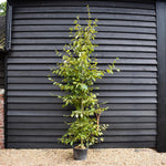 European Hornbeam | Carpinus betulus - Height 200-220cm, 20lt