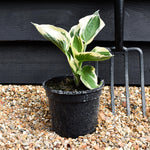 Hosta ' Minuteman' - Height 20-30cm - Perennial - Shrub - 2lt