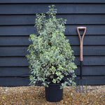 Pittosporum tenuifolium Variegatum - Height 90-100cm -12lt