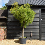Chinese Date | Ziziphus Jujuba - Specimen/Mature tree - Height - Height 350-400cm - 230lt