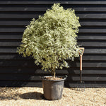 Pittosporum 'Silver Queen' - Height 140-150cm - 50lt