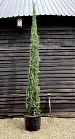 Cupressus Sempervirens | Italian cypress - 350cm, 90lt