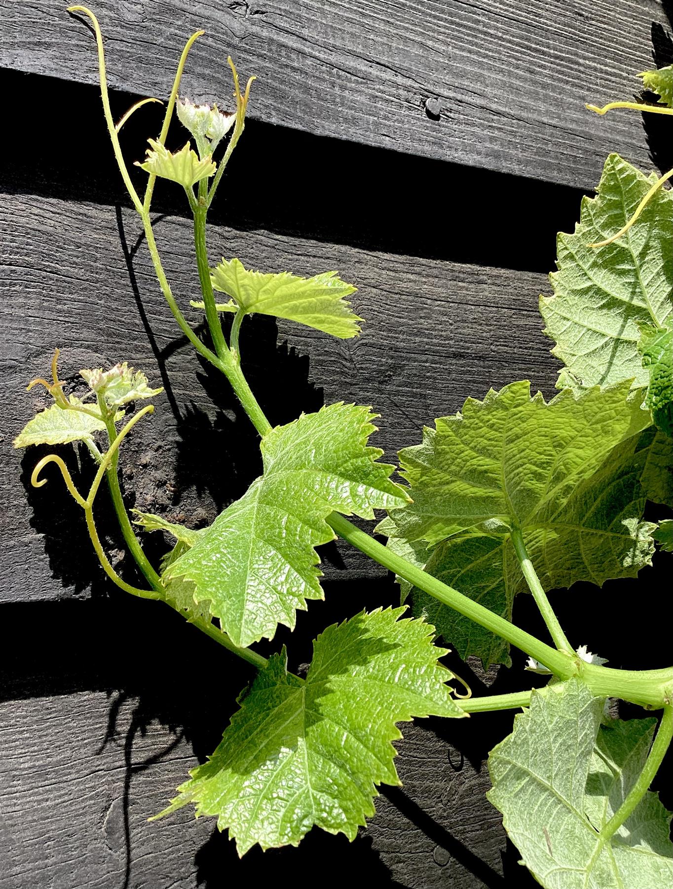 Grape vines | Vitis vinifera 'Victoria' - Cane - 200cm - 12lt
