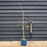Davidia involucrata | Hankerchief Tree - Height 150-170cm - 12lt
