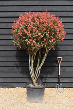 Photinia Red Robin | Christmas berry Ball - Height 80cm - Width 90cm - 70lt