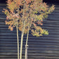 Lagerstroemia Indica | Crape myrtle - Mature Tree - 380-400cm - 180lt
