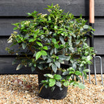 Viburnum tinus - Shrub - 40cm-50cm - 10lt