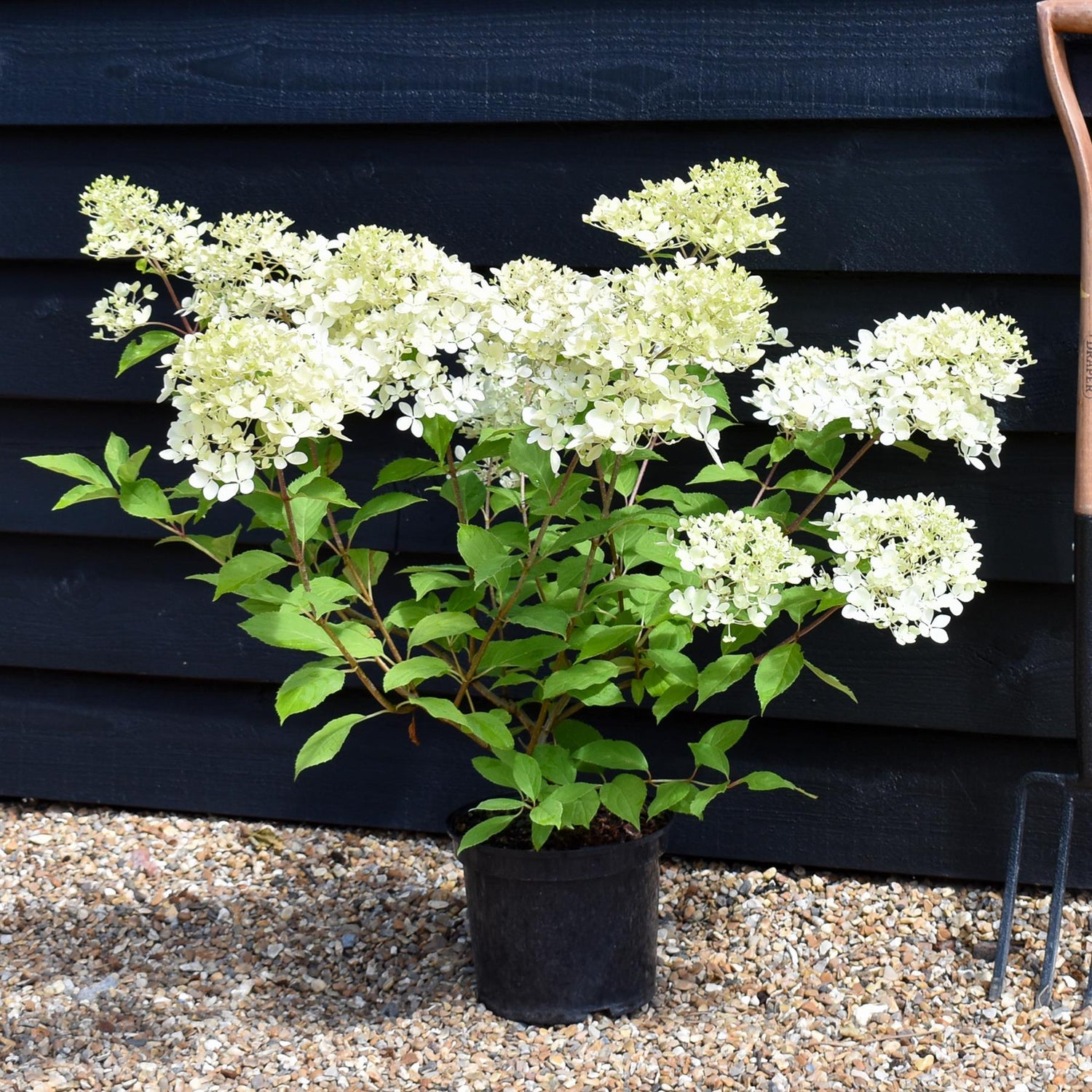 Hydrangea paniculata 'Phantom' - Height 25-35cm -  5lt