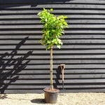 Magnolia 'Sunsation' - Clear stem 120cm - Height 230cm - Girth 8cm - 35lt