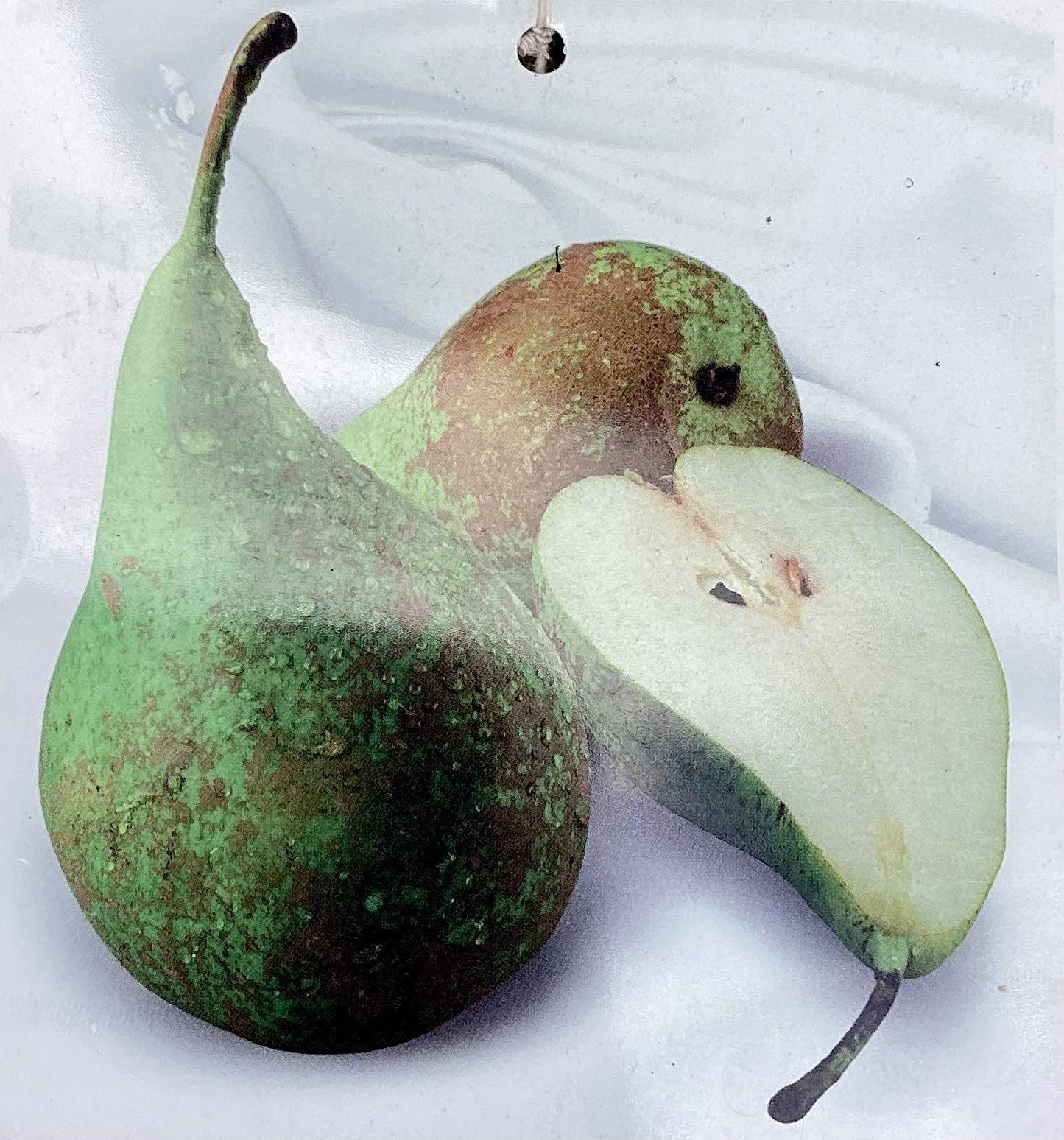 Pear tree 'Conference' | Pyrus communis - 170-180cm - 30lt