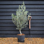 Olive Tree | Olea Europea - Clear Stem 30cm - Height 110-130cm - 15lt