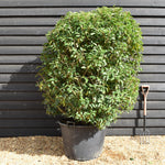 Portuguese Laurel | Prunus lusitanica 'Angustifolia' - Bushy - Height 160-170cm - Width 110-120cm - 130lt