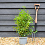 Portuguese Laurel Myrtifolia | Prunus lusitanica 'Angustifolia' - Pot Grown - Well Rooted - Height 50-80cm - 5lt