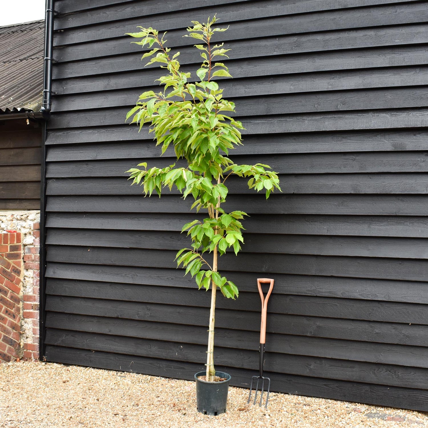 Cherry 'Shizuka' | Prunus Fragrant Cloud - 180-220cm - 12lt