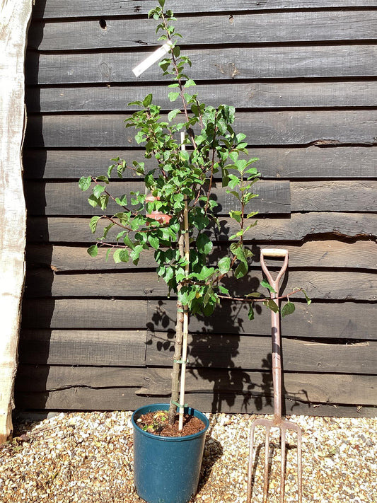 Gage 'Oullins Golden Gage' | Plum | Prunus domestica - 140-150cm - 12lt