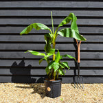 Musa basjoo | Banana - Height 100-130cm - 15lt