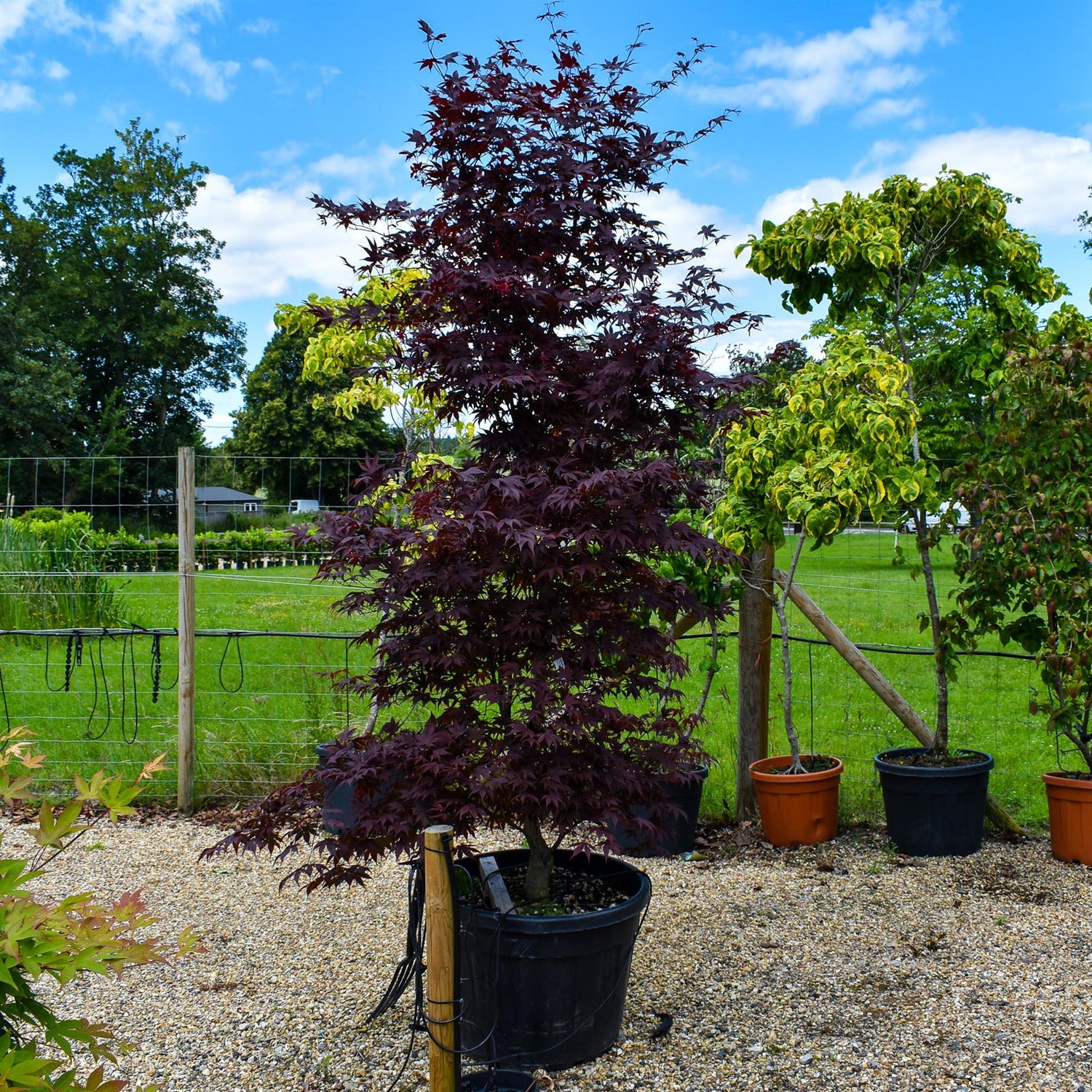 Acer palmatum 'Bloodgood' | Bloodgood Japanese Maple - Height 200-240cm - 130lt