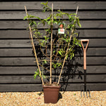 Peach peach | Prunus persica 'Piatto Bianco' - Frame - Height 135cm - 15lt