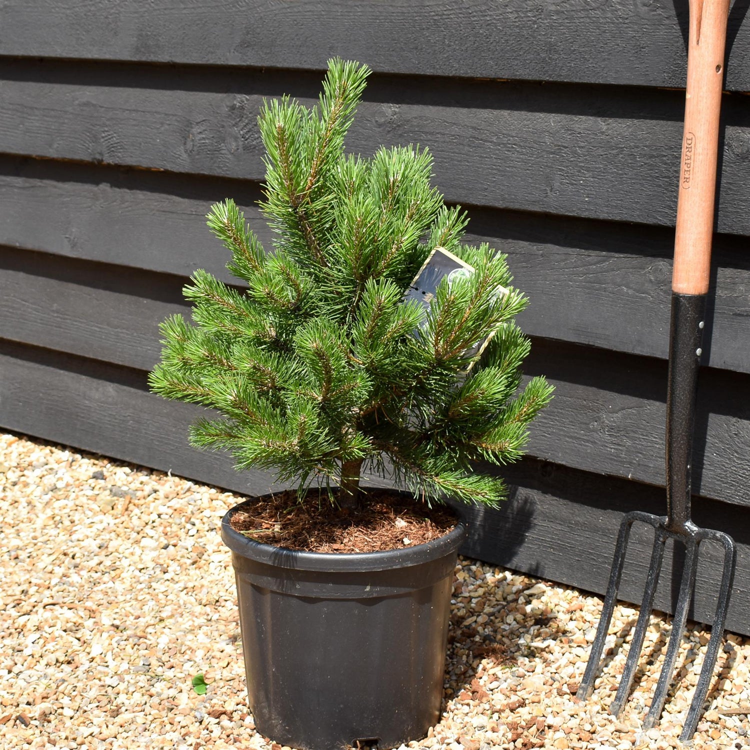 Pinus mugo 'Gnom' | Dwarf mountain pine - Height 50-65cm - Width 40-50cm - 11lt