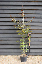 Fagus Sylvatica Purpurea | Copper Beech - Height 190-210cm - 10lt