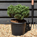 Pinus mugo 'Sherwood Compact' | Dwarf mountain pine - Height 20cm-30cm - Width 20cm-30cm - 10lt