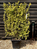 Ligustrum japonicum 'Variegatum' - Japanese Privet - L Frame - 150-160cm, 30lt