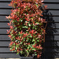 Photinia Red Robin | Christmas berry 'Red Robin' - Compacta - Frame - 140-150cm, 18lt