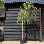 Betula pendula Youngii | Young’s Weeping Birch - Stem 210-220cm - Height 220-270cm- 65lt