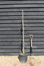 Ziziphus Jujuba - Chinese Date - Height - 125-150cm - 25lt