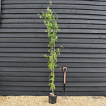 Rowan tree | Sorbus aucuparia | European Mountain Ash - Height 120-140cm - Girth 2-4cm - Pot Grown - 10lt